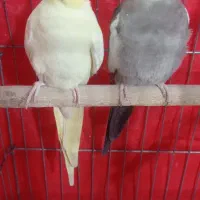 یک جفت عروس هلندی