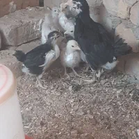 طرقبه حصار جوجه مرغ گلین وکوشین