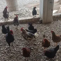 مرغ و خروس محلی