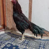 یه خروس بفروش میرس|حیوانات مزرعه|سراوان, |دیوار