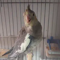 تعدادی عروس مولد با جوحه و تخم|پرنده|باسمنج, |دیوار