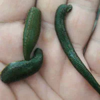 پخش زالوطبی و آرایشی TORK