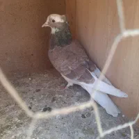 کبوتر پرشی|پرنده|گلپایگان, |دیوار