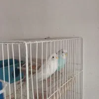 دو عدد مرغ عشق زیبا