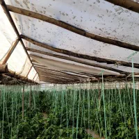 فروش گلخانه|مصالح و تجهیزات ساختمان|ابریشم, |دیوار