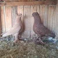 طوقی،رواعب|پرنده|قم, شهرک مهدیه (مدرس)|دیوار