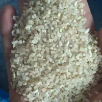 خرده کامفیروزی  بدون واسطه از ما خریداری کنید