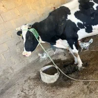 گاو ماده با گوساله