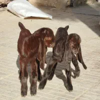 بزکامورایی دوقلوزا