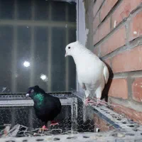 دو جفت کبوتر|پرنده|تهران, جوادیه|دیوار