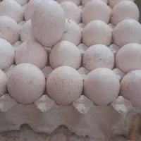 تخم بوقلمون نطفه دار