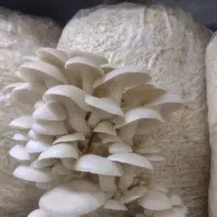 قارچ صدفی تازه و خوش طعم