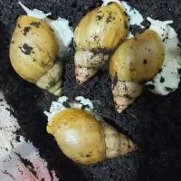 حلزون البینو ارزونتر ین وخاک کوکوپیت