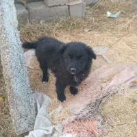 پاکوتا واگزاری|سگ|ارومیه, |دیوار