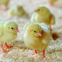 راس ۳۰۸  تضمینی و باکیفیت