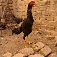 جوجه لاری اوشامو|حیوانات مزرعه|قم, قلعه کامکار|دیوار