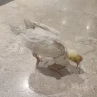 جوجه خروس