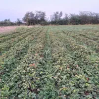 نهال توت فرنگی سابرینا|خدمات باغبانی و درختکاری|آزادشهر, |دیوار