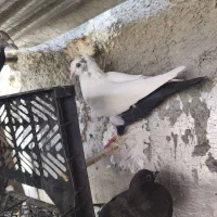 کفتر