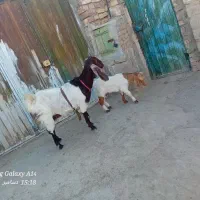 بز با کهرنر