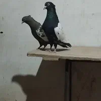 کفتر سرخ زاغ کله سینه|پرنده|فریمان, |دیوار