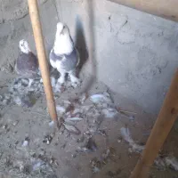 سلام یک جفت کور کورو نسل قدیم