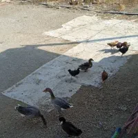 مرغخروس،اردک،غاز|حیوانات مزرعه|ملایر, |دیوار