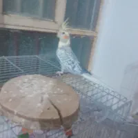 عروس هلندی|پرنده|یاسوج, |دیوار