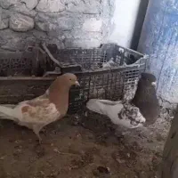 کبوتر فروشی خوب