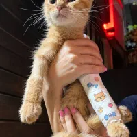 واگذاری گربه ماده چهار ماهه مهربون