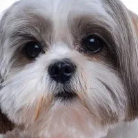 سگ پیدا شده