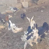 فروش گلین چهارماه زیرقیمت|حیوانات مزرعه|بهشهر, |دیوار