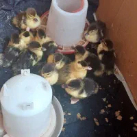 جوجه اردک اسرائیلی ۵روزه ۱۰۰تومان