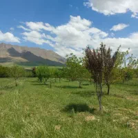 زمین باغی ویلایی|فروش خانه و ویلا|قم, صفائیه|دیوار