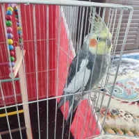 عروس سخنگو و فوق الهاده باهوش همراه قفس