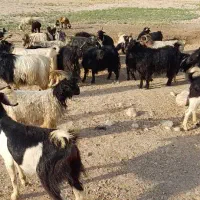 بز داشتی جوان