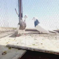 جفتگاه طوقی زات هفت رنگ.