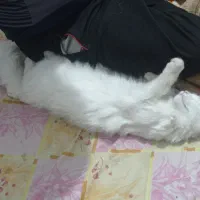 132095|گربه|قوچان, |دیوار