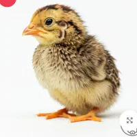 جوجه بلدر چین ۳ روزه