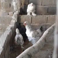 خروس مرغ برهما|حیوانات مزرعه|جوادآباد, |دیوار