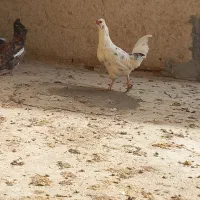 فروش همه باهم دونه۵۰۰