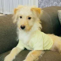 شیتزو واگذاری