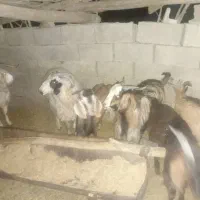 فروش کهره و بره