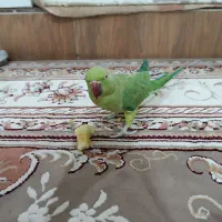 قیمت ۹تومن  نسیم شهر خیابان ۲۰متری کوهپایه