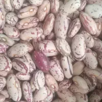 عدس. لوبیا. نخود زغال