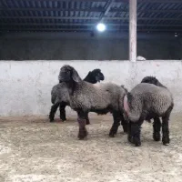 بره.|حیوانات مزرعه|شیراز, کوشک بیدک|دیوار