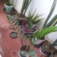 گل سانسوریا  مرجان  برگ بیدی  صخره ایی|گل و گیاه طبیعی|مرند, |دیوار