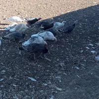 بوقلمون نر ماده|حیوانات مزرعه|بیلوار, |دیوار