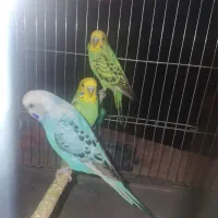 یک جفت مرغ عشق باتوم و جوجه و یک نر سرحال|پرنده|شهرکرد, |دیوار