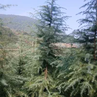 فروش نهال سدروس|گل و گیاه طبیعی|رحیمآباد, |دیوار